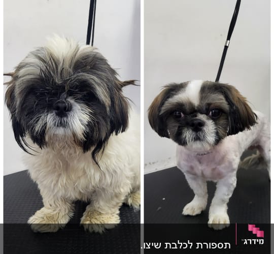 כלב לפני ואחרי תספורת, על משטח טיפוח